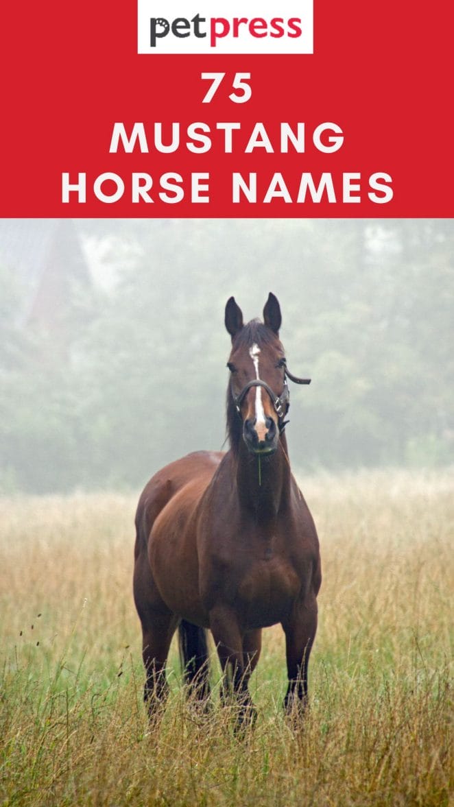 mustang-horse-names