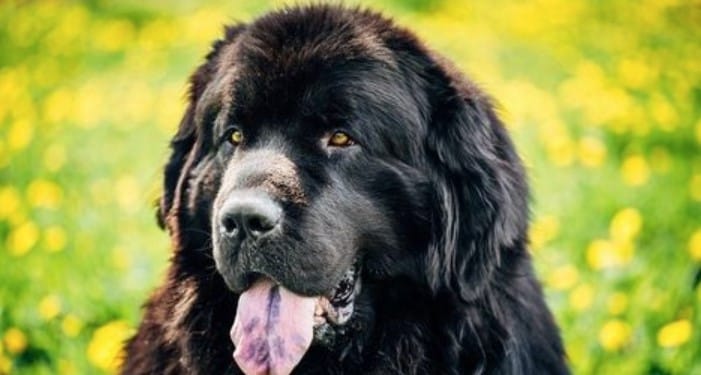 16 Funny Pictures Proving That Newfoundland Dogs are the Best ...