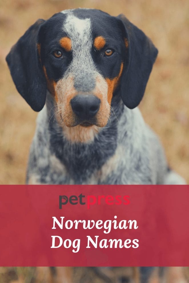 norwegian Dog Names