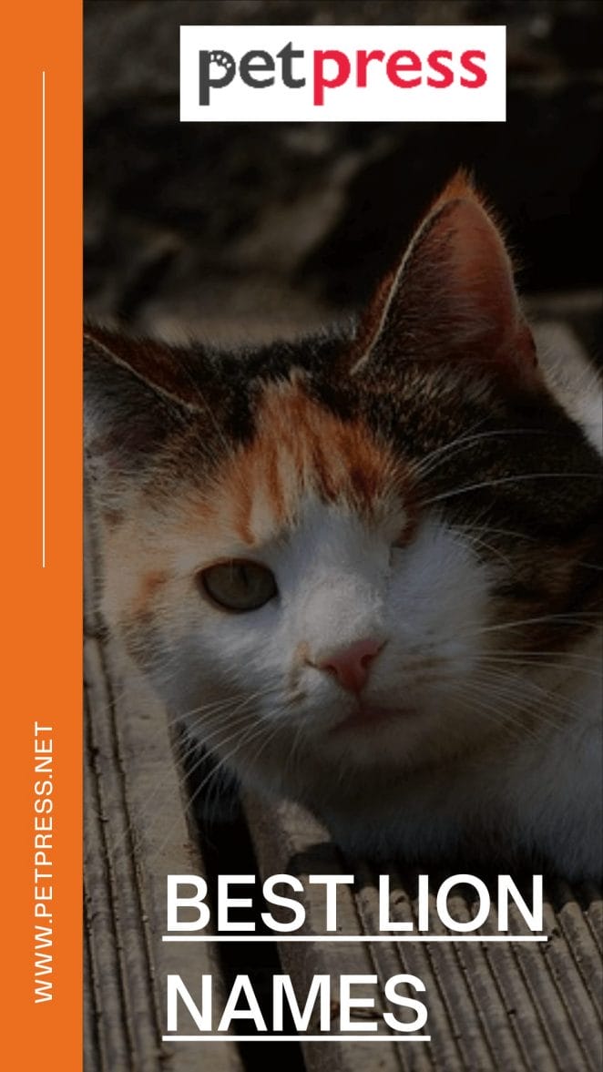 Top 52 Special Cat Names For One Eyed Cats PetPress top-52-special-cat-names-for-one-eyed-cats-petpress