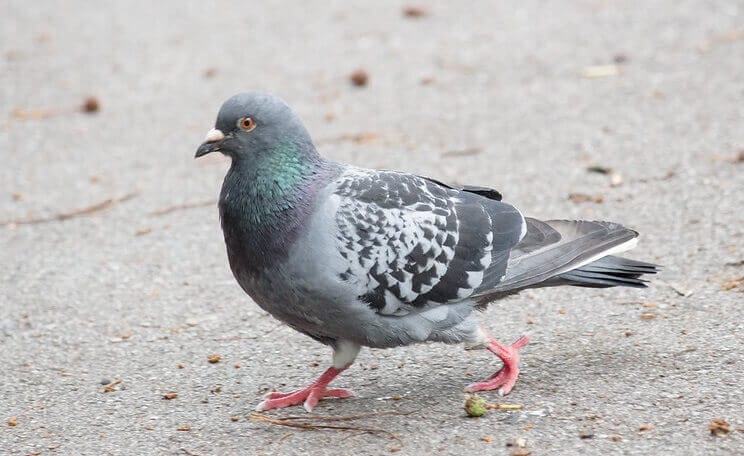 Pigeon Names: The 400 Most Popular Names for Pigeons
