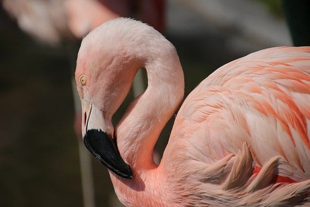 pink-flamingo-names