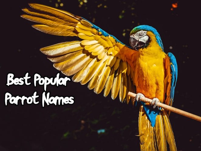 popular-parrot-names