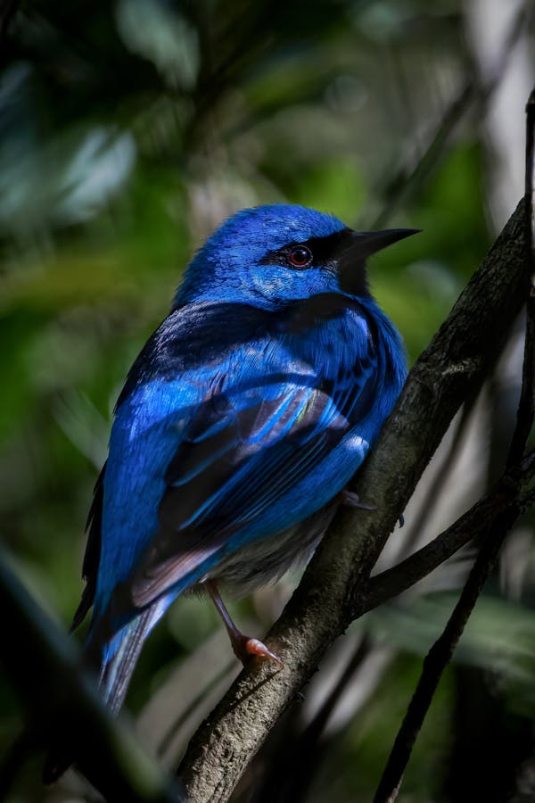 punny-blue-bird-names