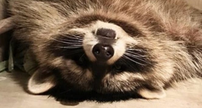 14 Funny Raccoons Sleeping In Hilarious Positions - Petpress