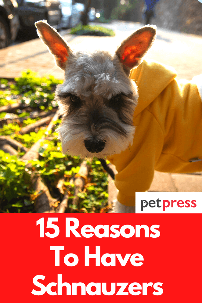 reasons-to-have-schnauzers
