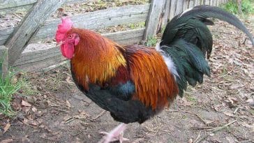 rooster names