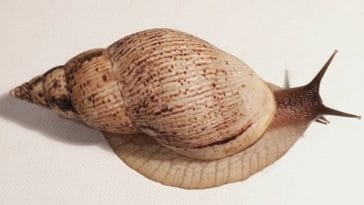 snail
