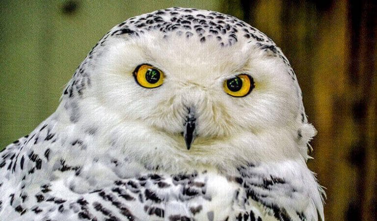 Top 30+ Good and Cute Names For Snow Owls - PetPress