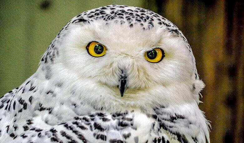 Owl Names: The 300 Most Popular Names for Owls - PetPress