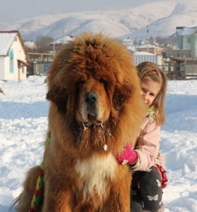 14 Cute Pictures Proving That Tibetan Mastiffs Can Make Friends with ...