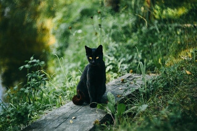 uncommon-black-cat-names