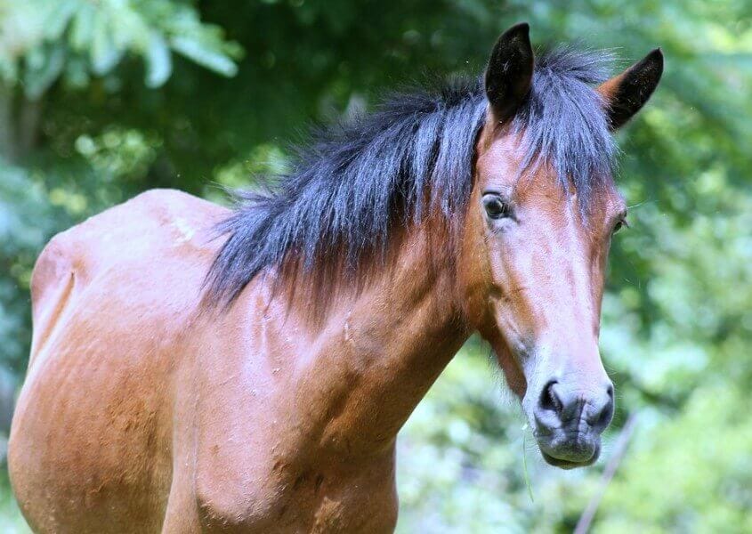 Unique Horse Names Over 300 Cool Names to Give a Horse PetPress