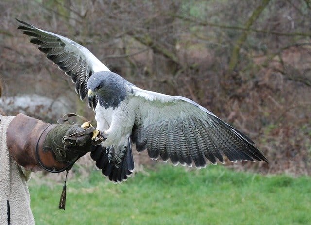 white-hawk-names