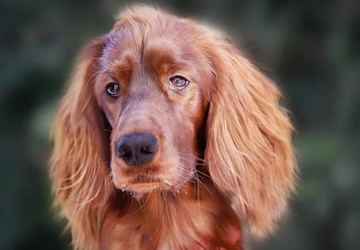 Over 140 Perfect Dog Names for Red Dogs
