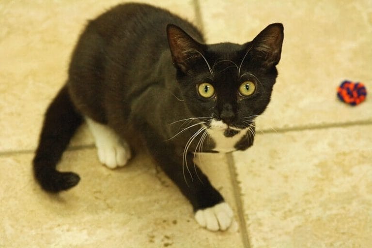 top-80-three-legged-cat-names-petpress
