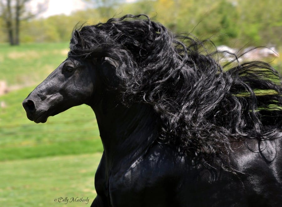 The Most Handsome Horse in the World - the Black Stallion Frederik the Great - PetPress The Most Handsome Horse in the World - the Black Stallion Frederik the Great - PetPress