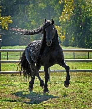 The Most Handsome Horse in the World - the Black Stallion Frederik the ...