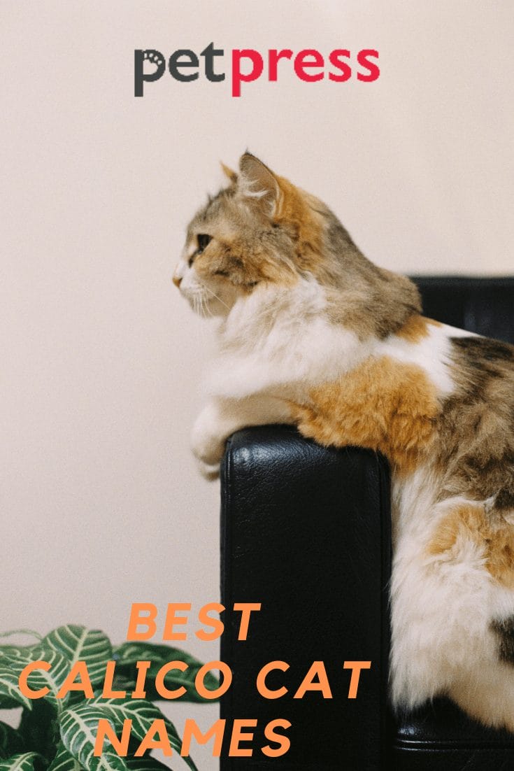 Best calico cat names