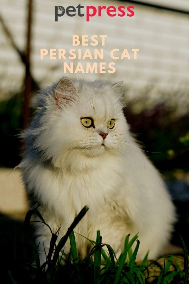 Best persian cat names