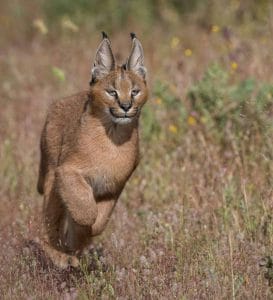 15 Interesting Facts About Caracals - PetPress