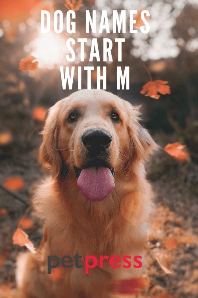 Dog Names Start With M