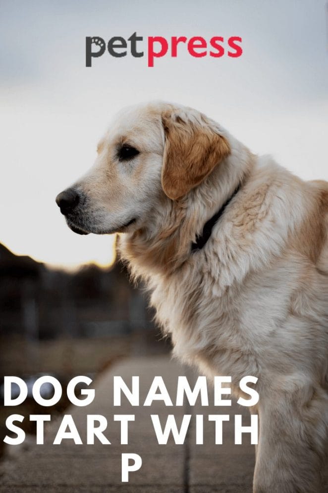 Dog Names Start With P