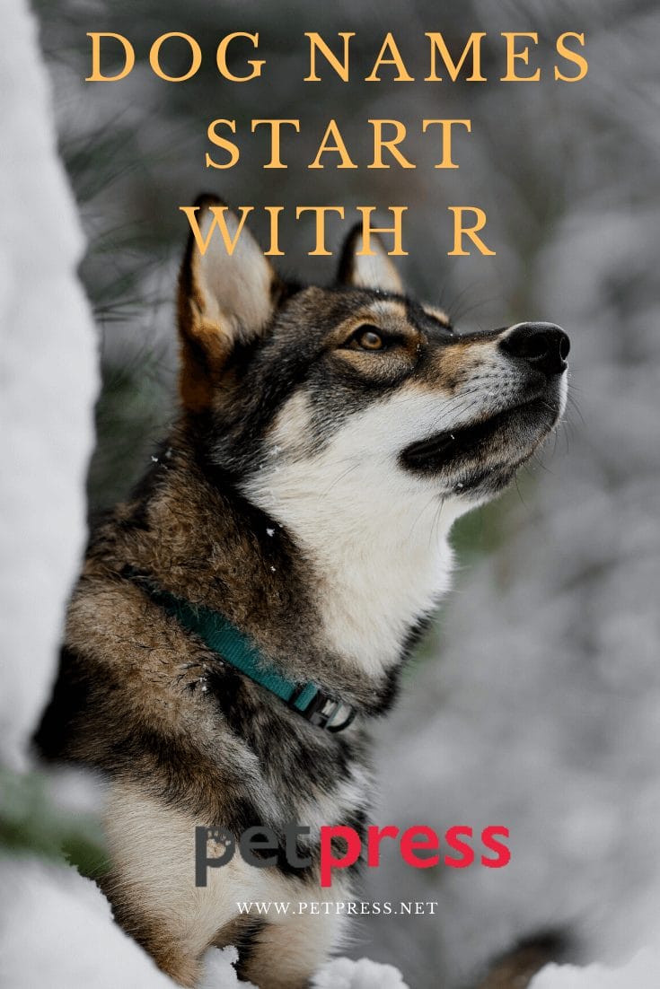 Dog Names Starting With R Way To Name Your Dog