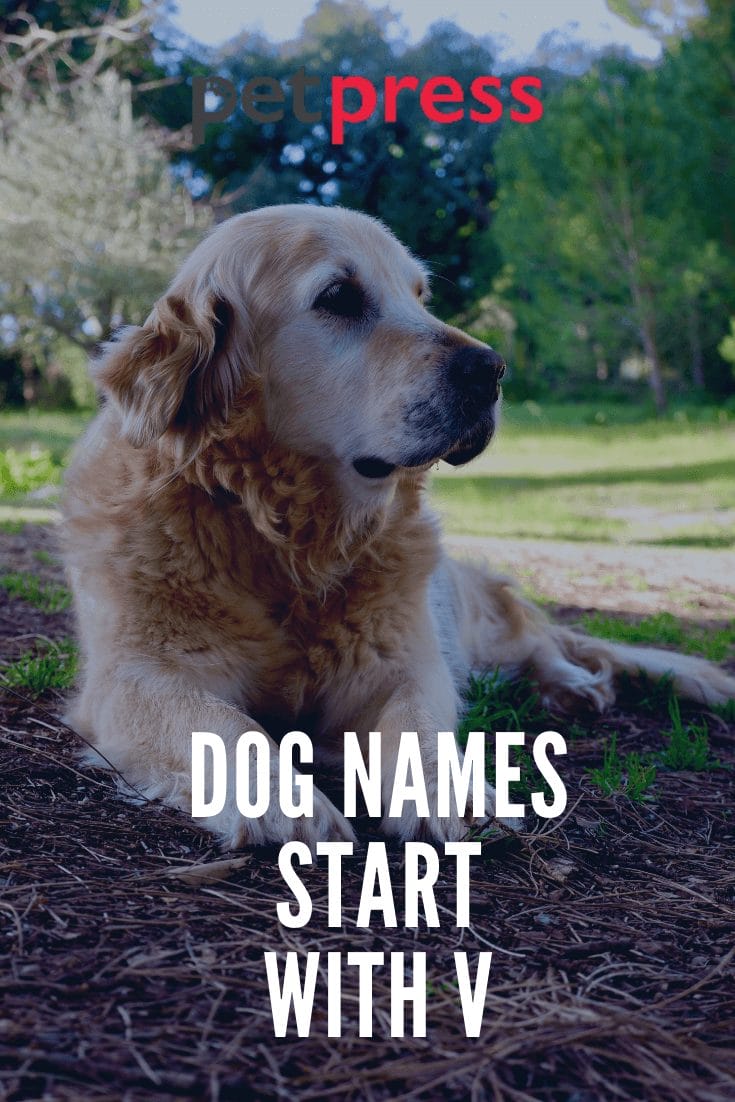 Dog Names Starting With V Popular Name Ideas For Adorable Dogs