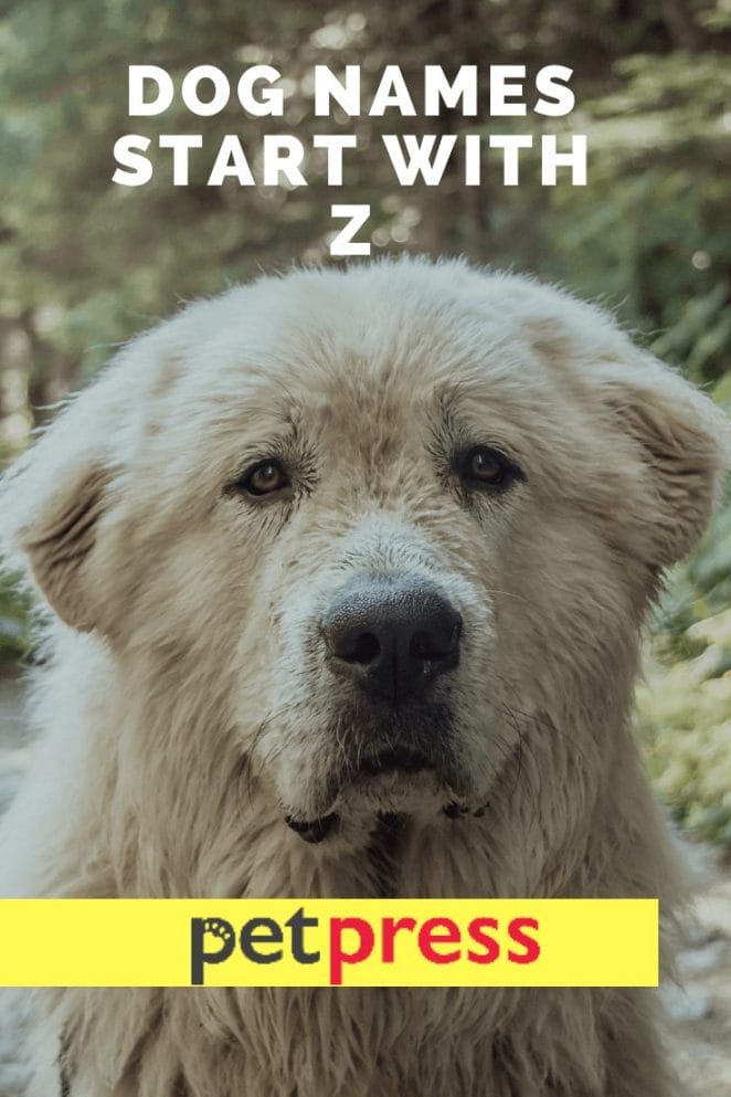 Dog Names Start With Z