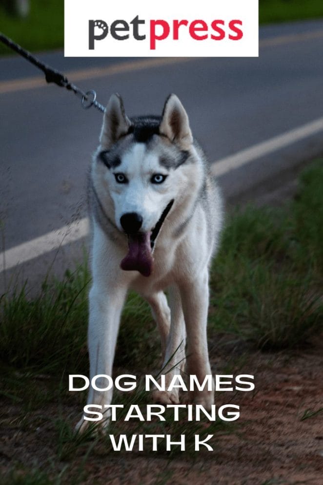Dog Names Starting With K