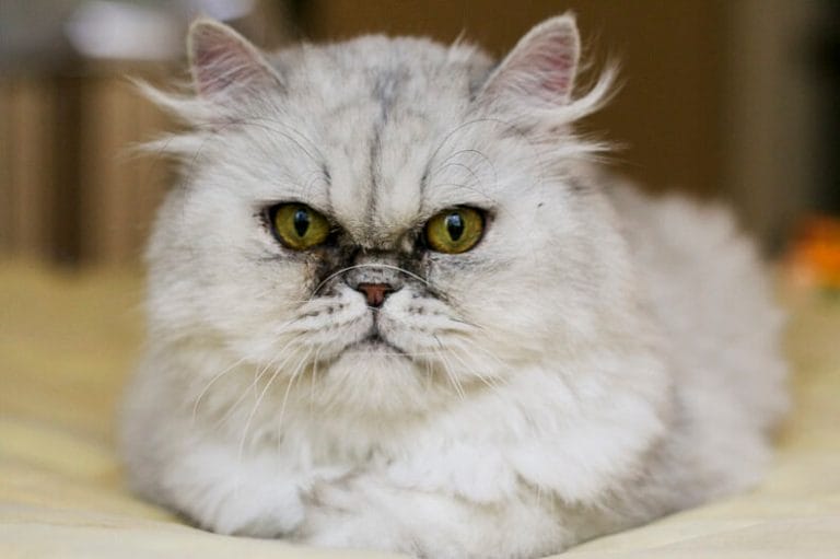 Persian Cat Names 350 Best Names for Persian Cats PetPress