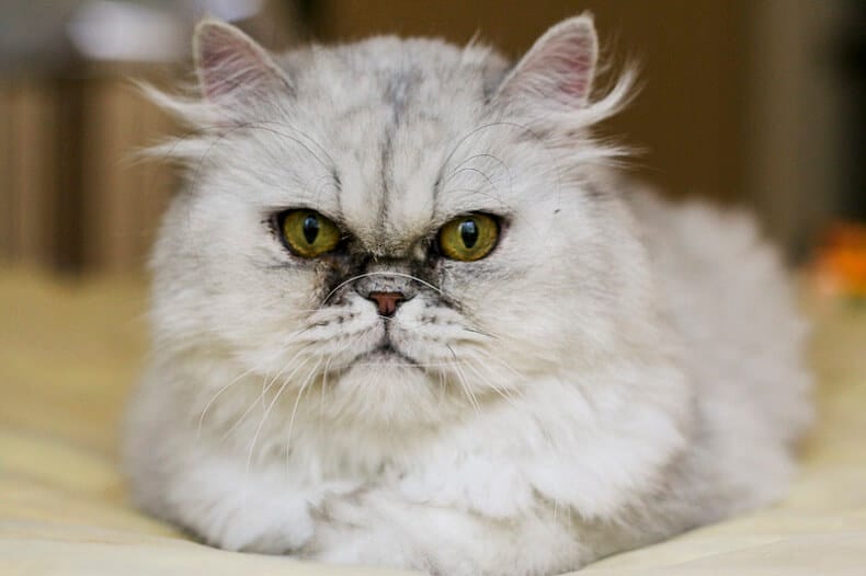 Persian Cat Names: 350 Best Names for Persian Cats - PetPress