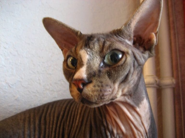 Best 230 Male & Female Egyptian Cat Names With Meanings