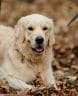 14 Pros And Cons Of The Golden Retriever Best Family Dogs