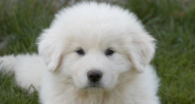 Top 30 Sweet Female Great Pyrenees Dog Names