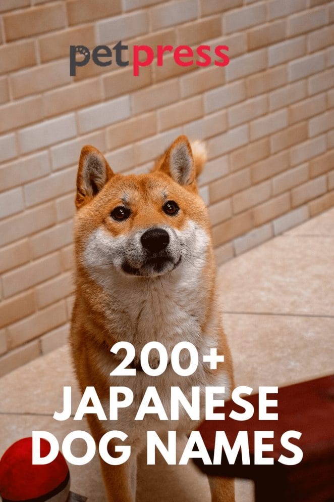 Japanese dog names