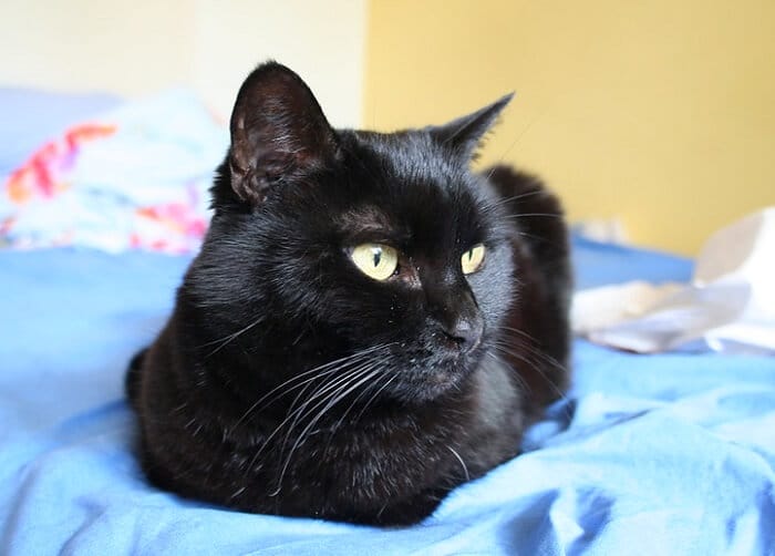 Black Cat Names: 500+ Best Names for Black Kittens - PetPress