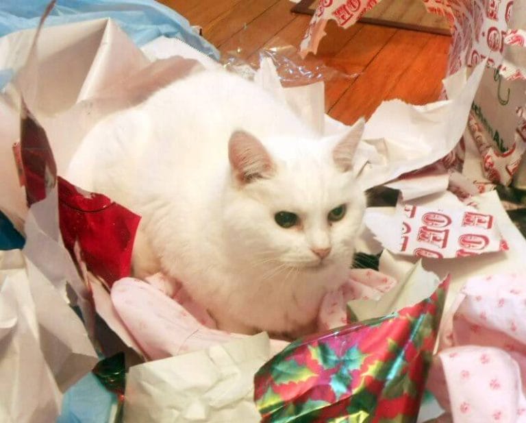 Food Cat Names 500 Cute & Funny Food Names for Cats