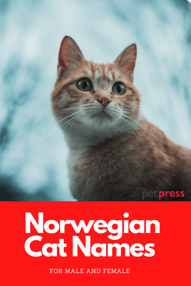 Nowegian-cat-names