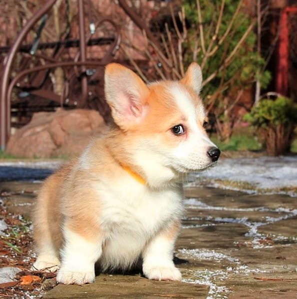 TOP 15 Best Dog Breeds For Children Page 2 of 3 PetPress