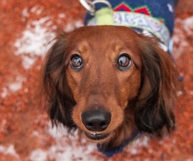 TOP 15 of the Cutest Dog Breeds - PetPress