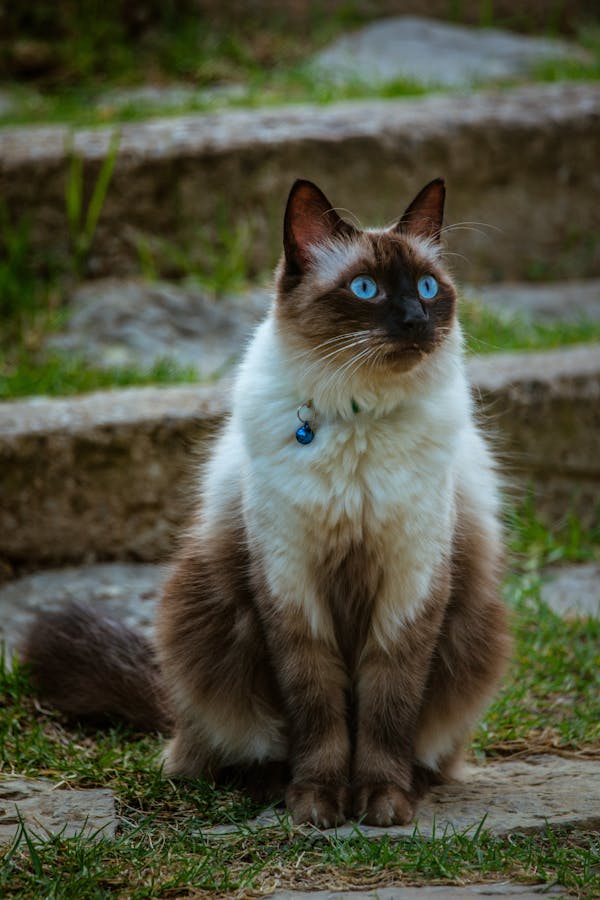 Thai Cat Names For Siamese Cats