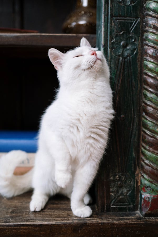 Thai Cat Names For White Cats