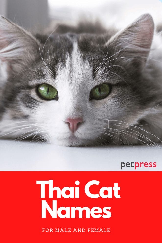 Thai-Cat-Names