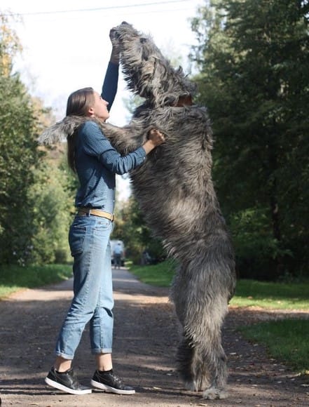 irish wolfhound biggest dog breed