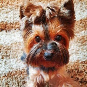 Top 10 Most Popular Dog Breeds In The Usa You Can Own