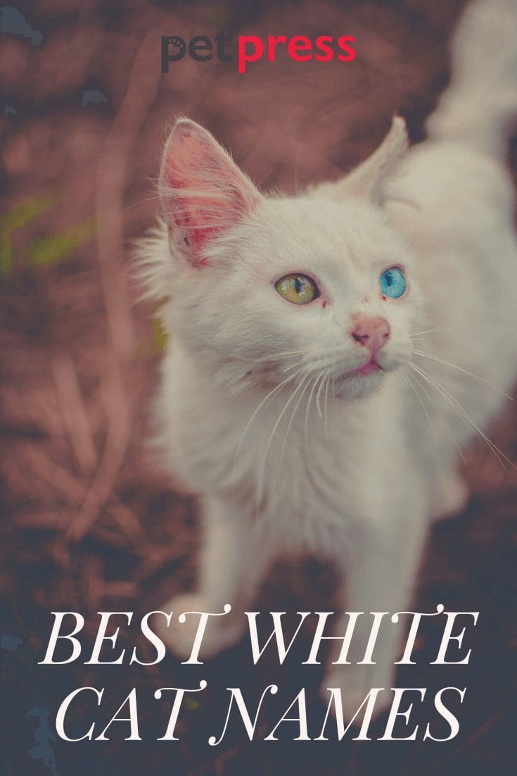 380 White Cat Names Choose the Best Name for a White Kitten PetPress