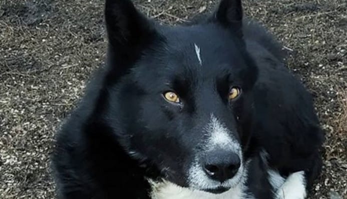 dog-names-starting-with-b-best-male-and-female-dog-names-with-b