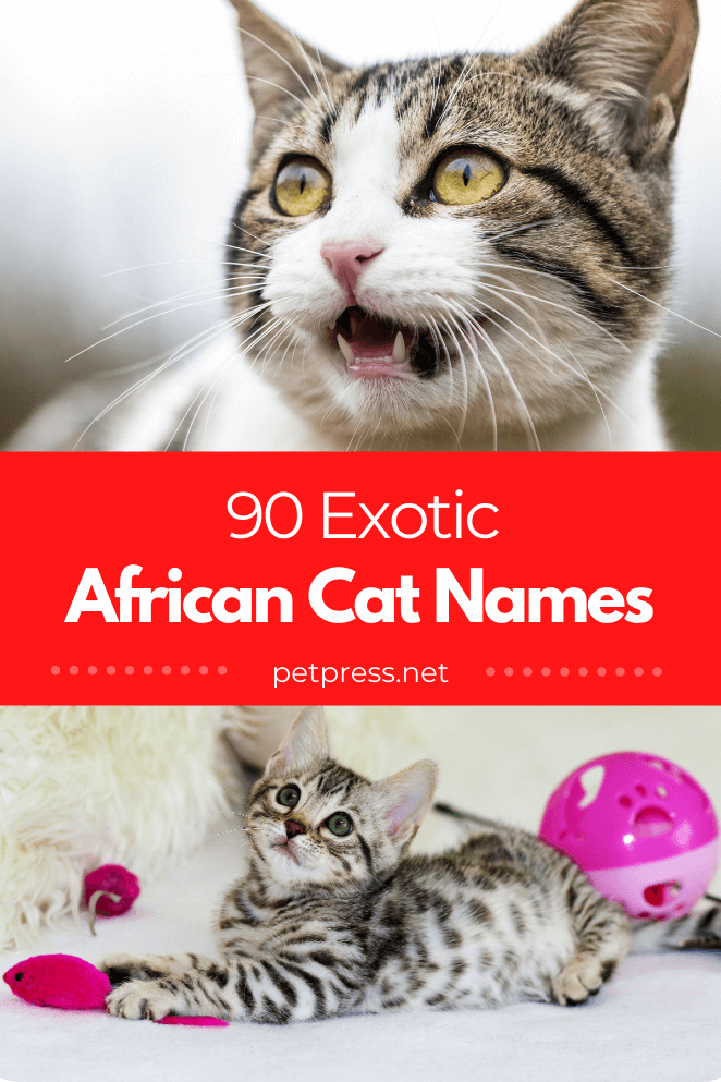 african-cat-names
